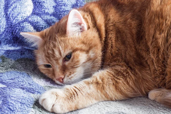 Gato rojo descansa sobre una manta . — Foto de Stock