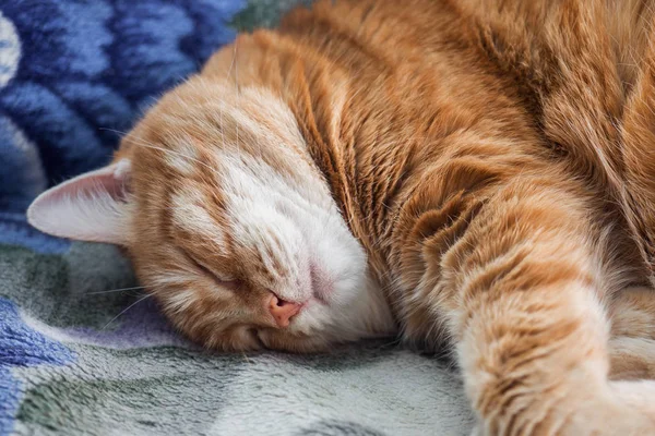 Gato rojo descansa sobre una manta . — Foto de Stock