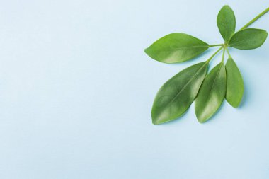 Yaprakları doğa üst görünümü, mavi arka planda düz Lay