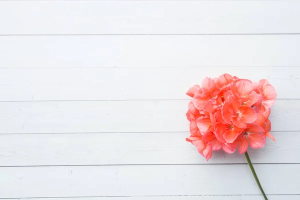 Pelargonio, geranio de jardín, geranio rosa Flor sobre fondo de madera blanca con espacio para copiar. enfoque selectivo — Foto de Stock