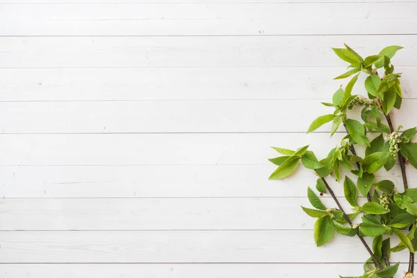 Ramitas verdes de cereza sobre una mesa blanca con espacio para copiar . — Foto de Stock