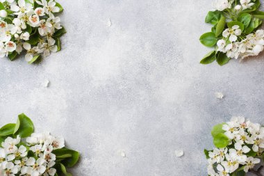 Gri beton arka plan üzerinde bahar çiçekli dal. Elma çiçekleri Kopyalama alanı