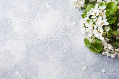 Gri beton arka plan üzerinde bahar çiçekli dal. Elma çiçekleri Kopyalama alanı