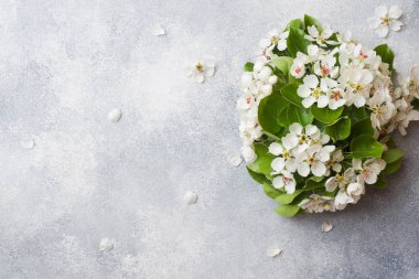 Gri beton arka plan üzerinde bahar çiçekli dal. Elma çiçekleri Kopyalama alanı