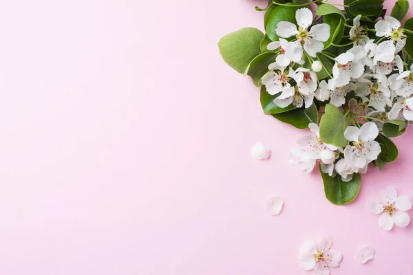 粉红色背景上的春天开花枝。苹果开花复制空间 — 图库照片