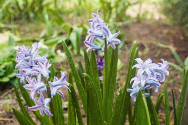 Bahçede mor sümbül çiçekleri. Seçici odaklama.