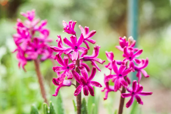 Bahçede pembe sümbül açar. Seçici odaklama.