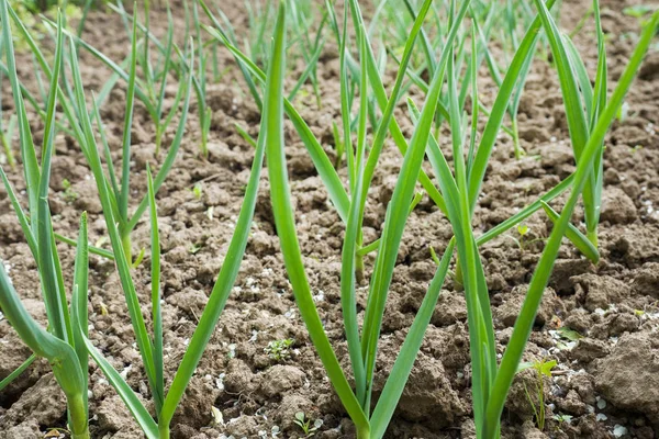 Plantas de ajo jóvenes plumas en el campo, fondo agrícola . — Foto de Stock