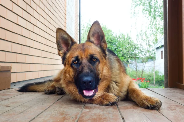 Ahşap bir verandada yatan Alman çoban.