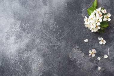 Gri beton arka plan üzerinde bahar çiçekli dal. Elma çiçekleri Kopyalama alanı