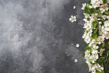 Gri beton arka plan üzerinde bahar çiçekli dal. Elma çiçekleri Kopyalama alanı