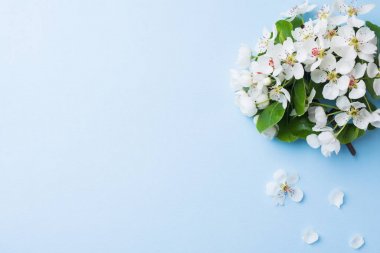 Mavi arka plan üzerinde bahar çiçekli dalı. Elma çiçekleri Kopyalama alanı