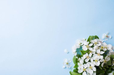 Mavi arka plan üzerinde bahar çiçekli dalı. Elma çiçekleri Kopyalama alanı