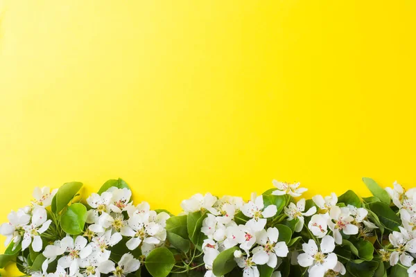 Rama floreciente de primavera sobre fondo amarillo. Flores de manzana Copiar espacio — Foto de Stock