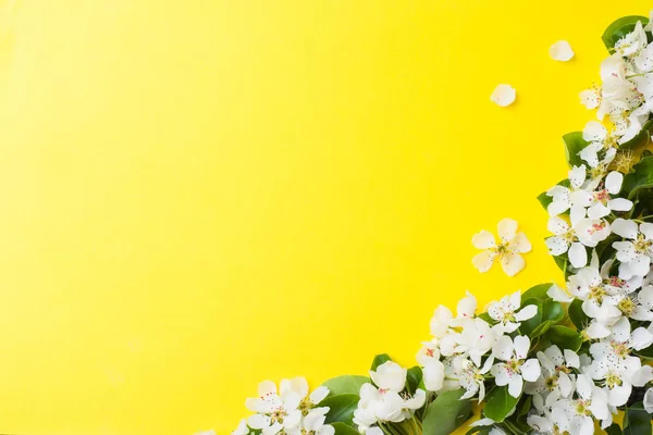 黄色背景上的春天开花枝。苹果开花复制空间 — 图库照片