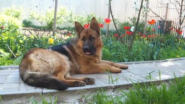 Berger allemand couché sur le trottoir dans le jardin et regardant autour .