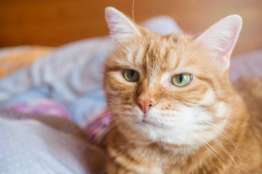 Zencefilli kedi yıllarca battaniyeyle yatakta yatıyor. rahat ev ve dinlenme konsepti.