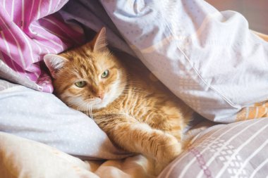 Zencefilli kedi yıllarca battaniyeyle yatakta yatıyor. rahat ev ve dinlenme konsepti.