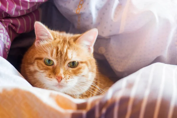 Ginger cat años en la cama en una manta. acogedor hogar y relajarse concepto . — Foto de Stock