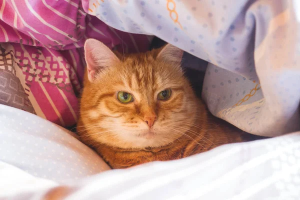 Ginger cat years on the bed in a blanket. cozy home and relax concept.