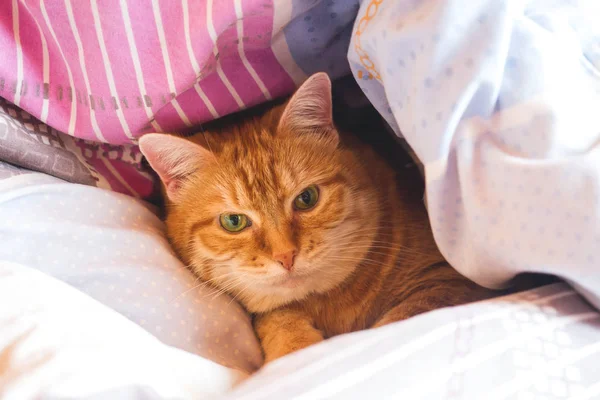 Ginger cat years on the bed in a blanket. cozy home and relax concept.