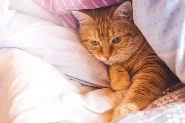 Ginger cat años en la cama en una manta. acogedor hogar y relajarse concepto . — Foto de Stock