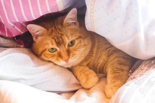 Pisica ghimbir ani pe pat într-o pătură. Conceptul de casă confortabilă și relaxare . — Fotografie, imagine de stoc