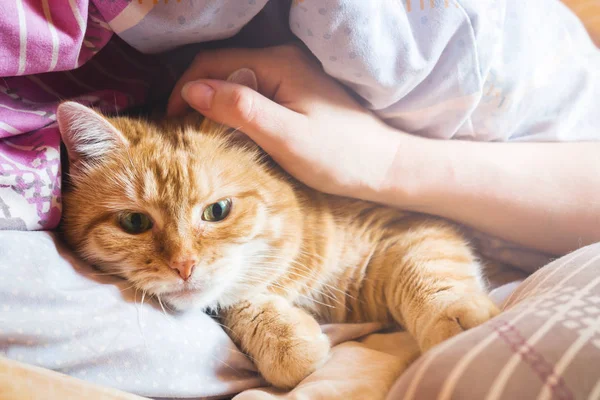 Ginger cat años en la cama en una manta. acogedor hogar y relajarse concepto . — Foto de Stock