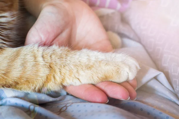 La palma femenina sostiene la pata de un gato rojo . — Foto de Stock