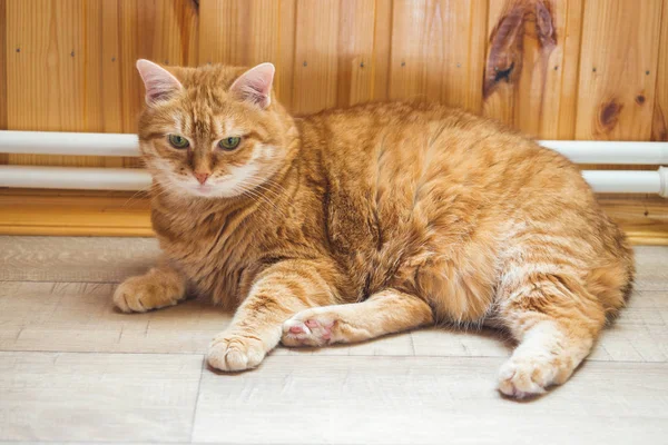 Ginger cat lying on the wooden floor in the house. — Stock Photo, Image