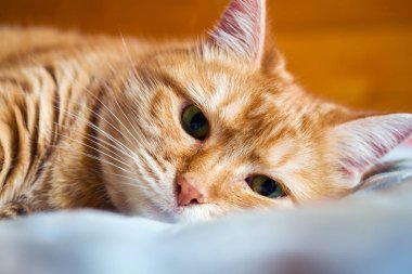 Zencefilli kedi yıllarca battaniyeyle yatakta yatıyor. rahat ev ve dinlenme konsepti.