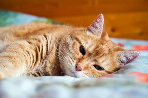 Ginger cat years on the bed in a blanket. cozy home and relax concept.