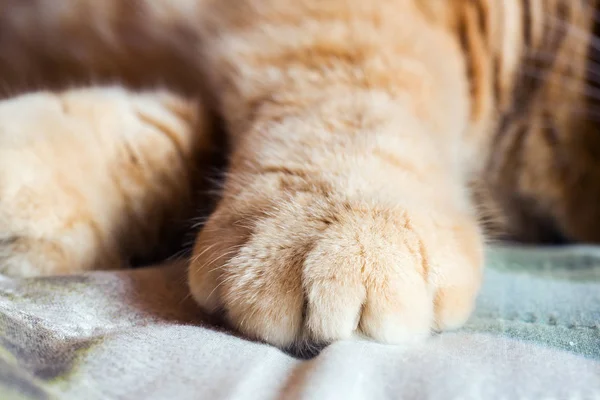 La patte du chat roux sur la couverture. Concentration sélective . — Photo