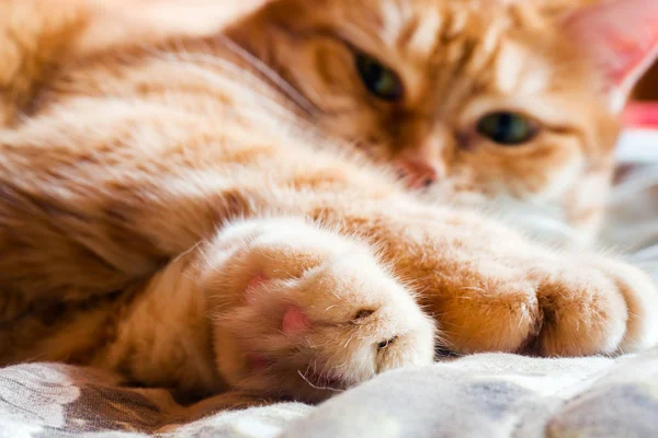 Des années de chat roux sur le lit dans une couverture. maison confortable et concept de détente . — Photo