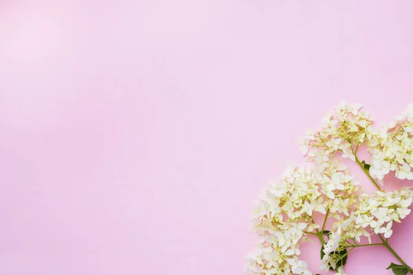 Flor de hortensia blanca sobre delicado fondo rosa con espacio para copiar . — Foto de Stock