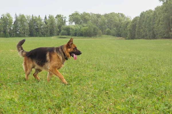 Duitse herder wandelen rusten in het Park op het gras op een zomerdag. — Stockfoto