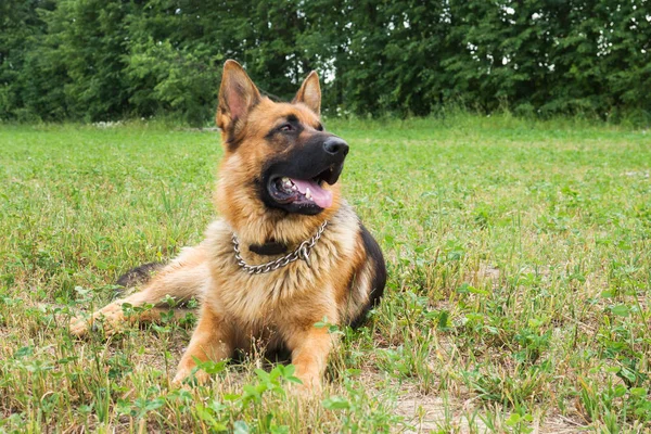 Berger allemand marchant se reposant dans le parc sur l'herbe un jour d'été . — Photo