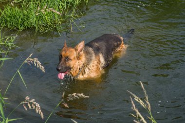 Alman çoban nehir içme suyu yüzme.