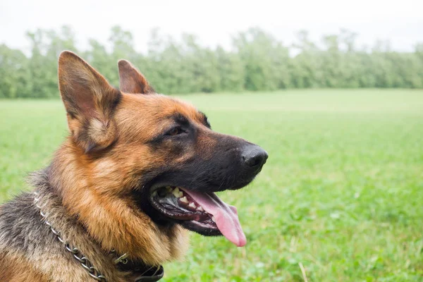 Berger allemand marchant se reposant dans le parc sur l'herbe un jour d'été . — Photo