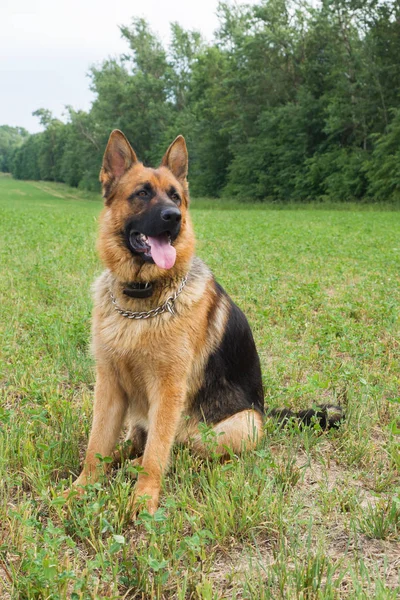 Berger allemand marchant se reposant dans le parc sur l'herbe un jour d'été . — Photo