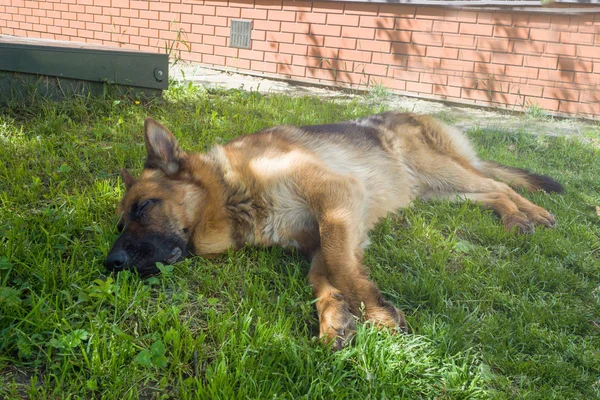 Schäferhund auf dem Rasen liegend. — Stockfoto