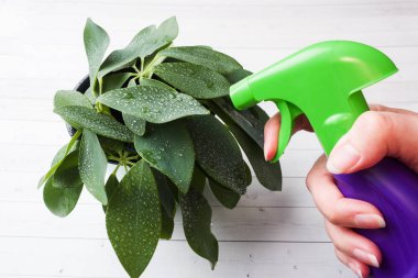 Yeşil ev bitkisu üzerine su püskürtme kadın el