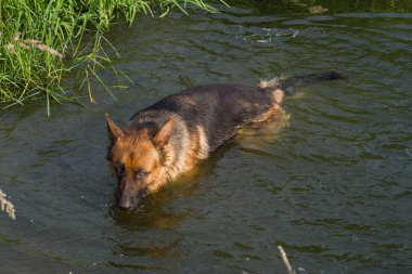 Alman çoban nehir içme suyu yüzme.