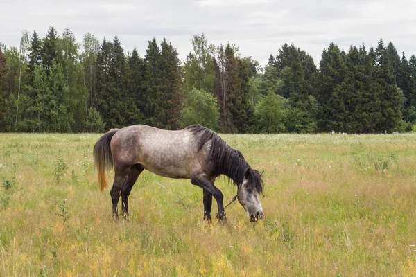 Cavalo cinzento come grama em um campo verde. Cavalo pastando no gramado . — Fotografia de Stock