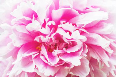 Hassas pembe şakayık yaprakları arka plan. Yakın çekim