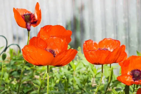 Virágzó piros Pipacsok a kertben. Szelektív fókusz. — Stock Fotó