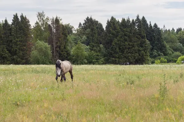 El caballo gris come hierba en un campo verde. Caballo pastando en el césped . —  Fotos de Stock