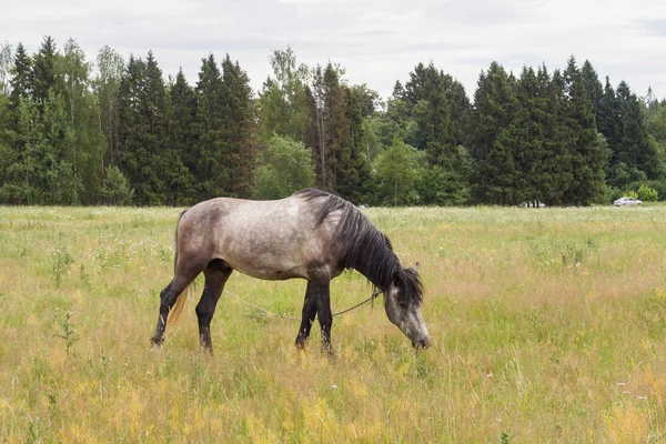 Cavalo cinzento come grama em um campo verde. Cavalo pastando no gramado . — Fotografia de Stock