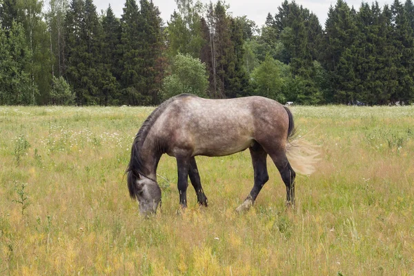 Cavalo cinzento come grama em um campo verde. Cavalo pastando no gramado . — Fotografia de Stock