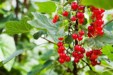 Olgun kırmızı üzümler çalılardan sarkıyor hasat için hazır.